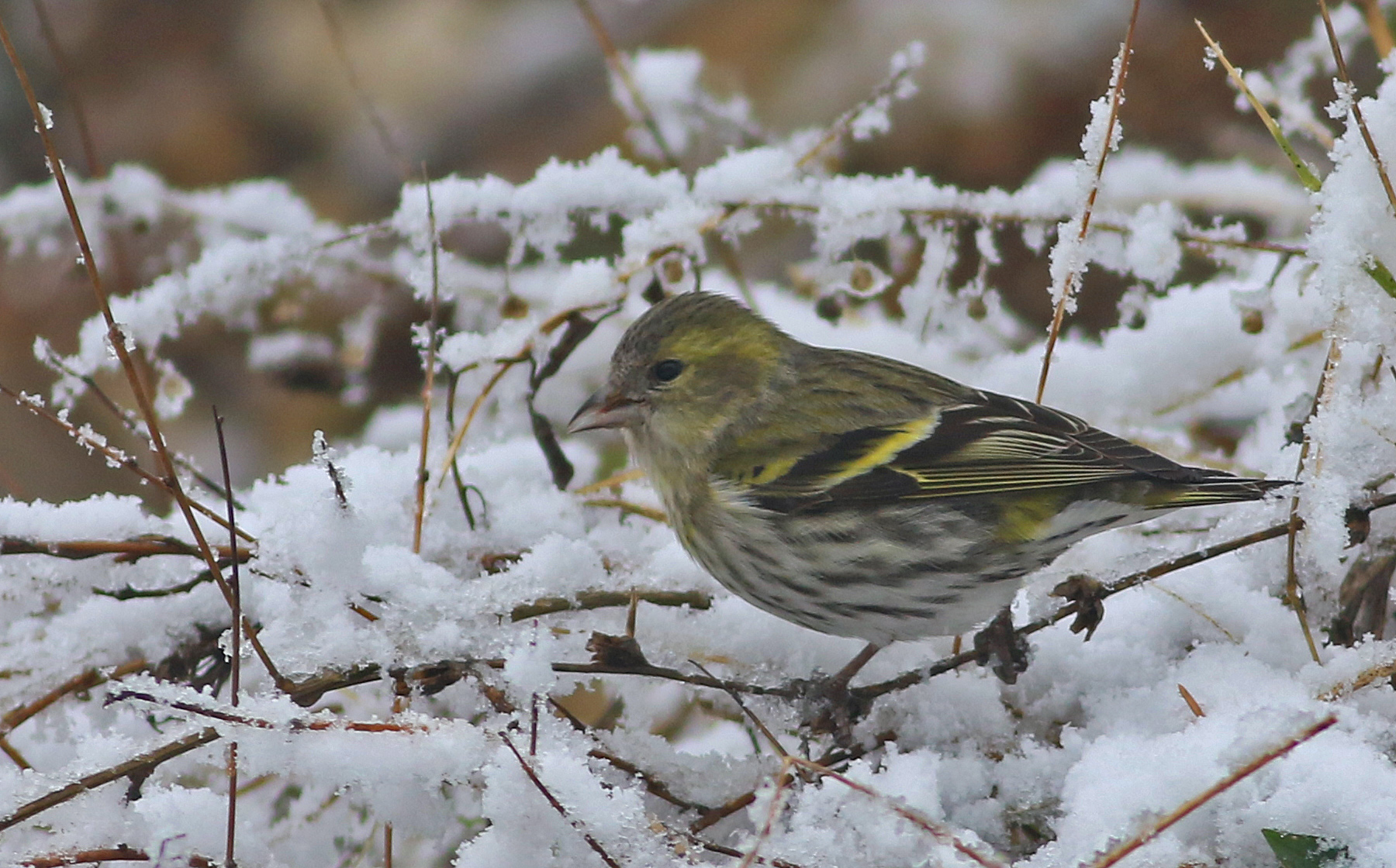 Eurasian Siskin